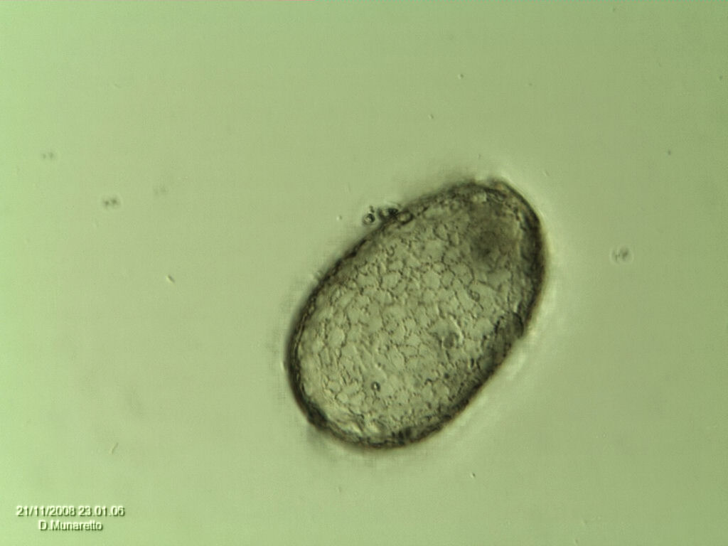 TECAMEBA...2